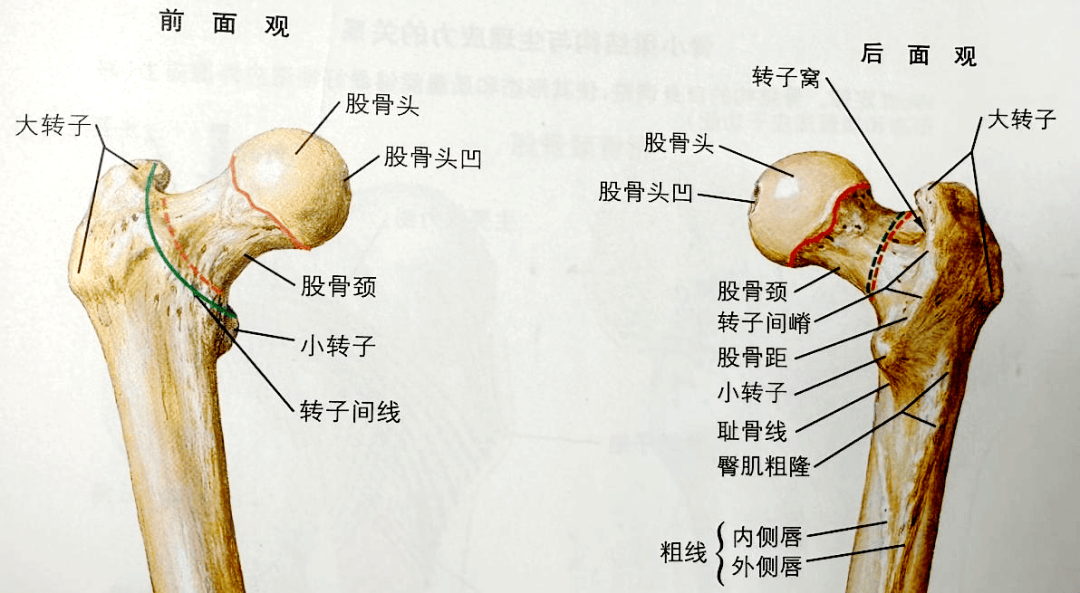 下肢短缩,老年人常见的骨折之一,本文将为大家科普股骨转子间骨折的
