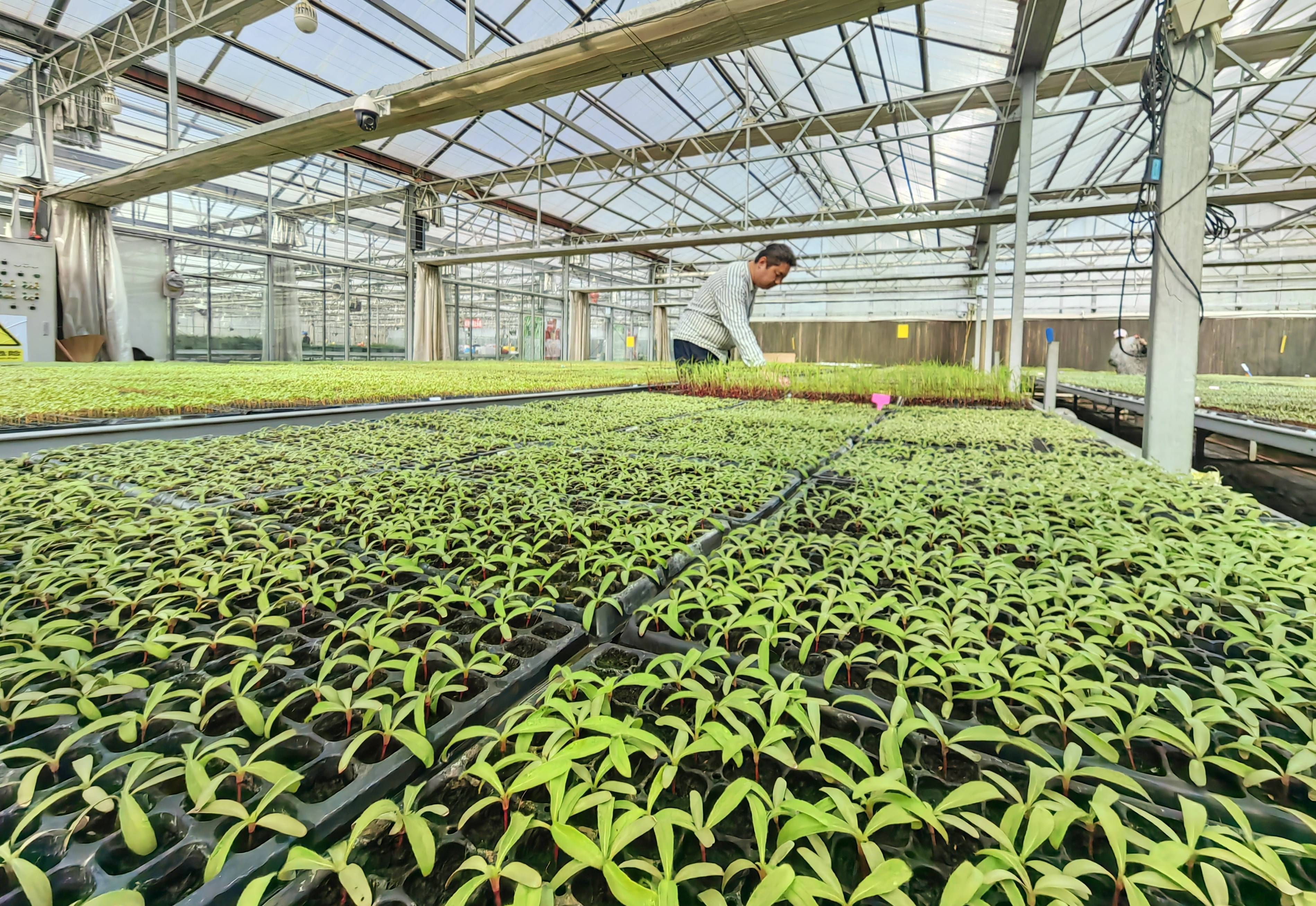 近60万株绿化花卉正育苗