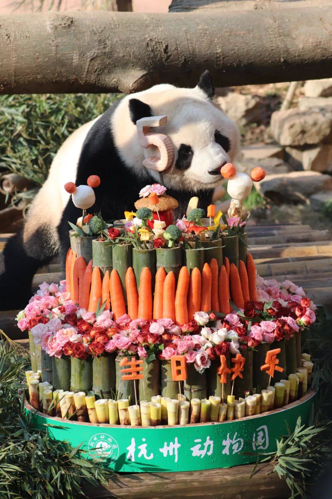 —321春生生日快乐! 大熊猫春生5周岁啦