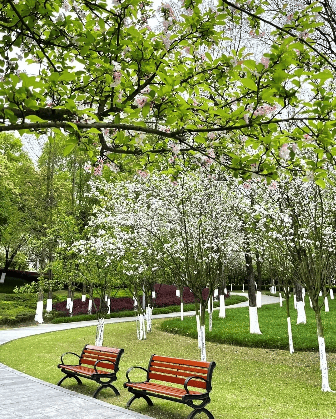 周末圈 | 重庆这些地方含 "棠" 量超标!打卡约吗?