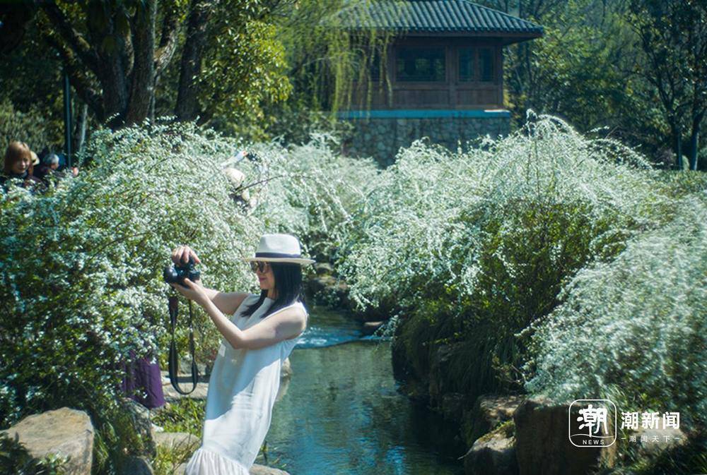 杭州雪柳爆红 春日赏花新宠儿