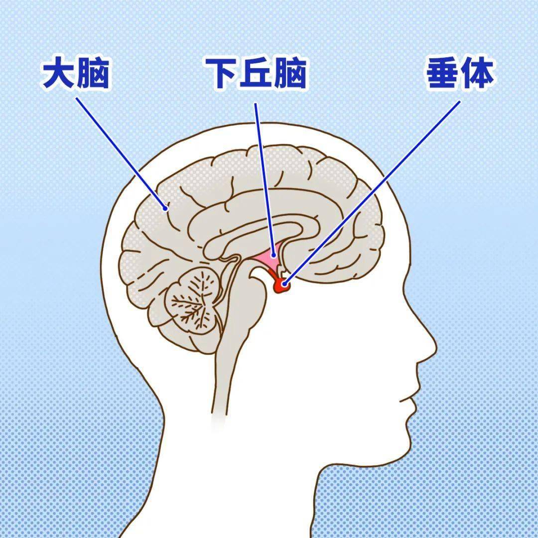 患者_肿瘤_垂体