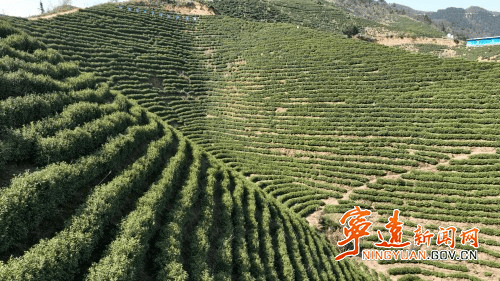 宁远： 推动茶叶产业高质泛亚电竞下载量发展(图2)