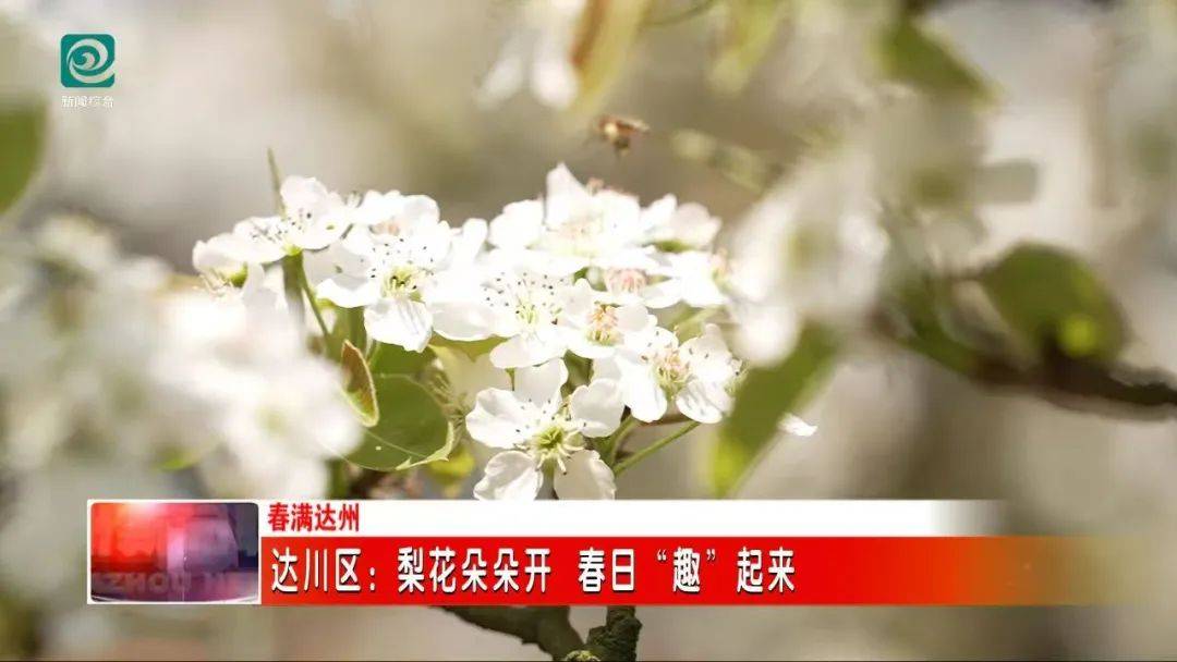 达川区明月江街道：百亩梨园梨花盛开，开启春日浪漫 漫步达川明月江，邂逅600余亩梨花盛景