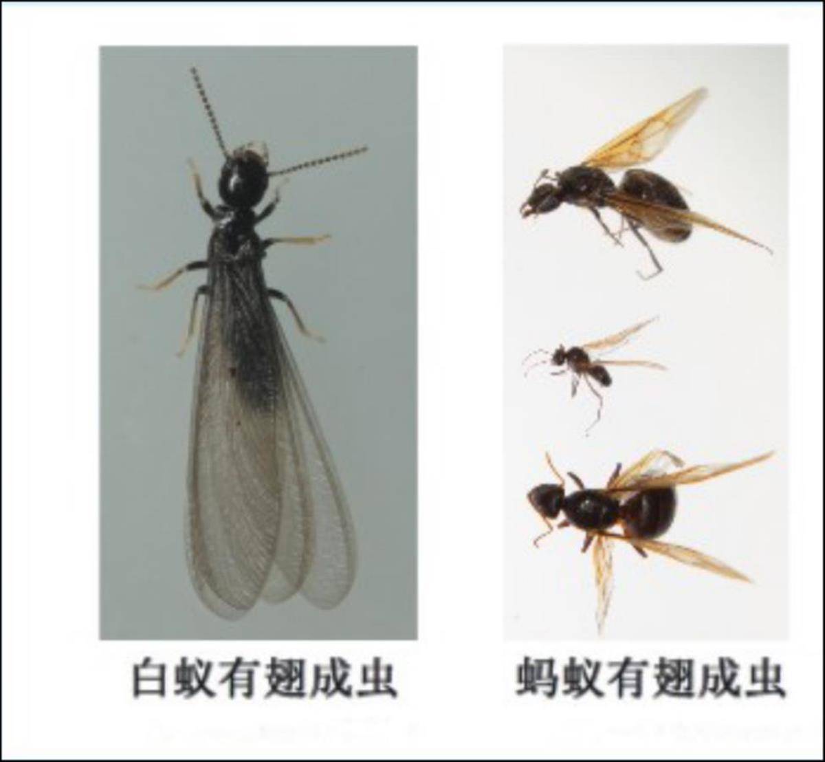 又到白蚁分飞期灭蚁攻略送给您