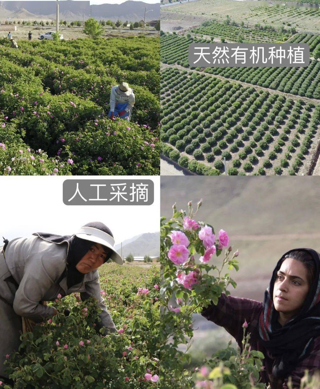 FPN保加利亚玫瑰纯露，补水焕亮一步到位！ 姐妹们必看！FPN保加利亚玫瑰纯露，让肌肤喝饱水！