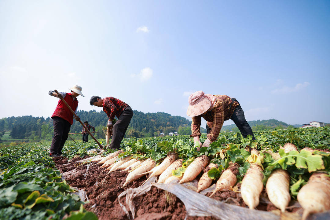 200亩白萝卜大丰收 四川安居"粮经复合种植"模式实现周年生产闭环