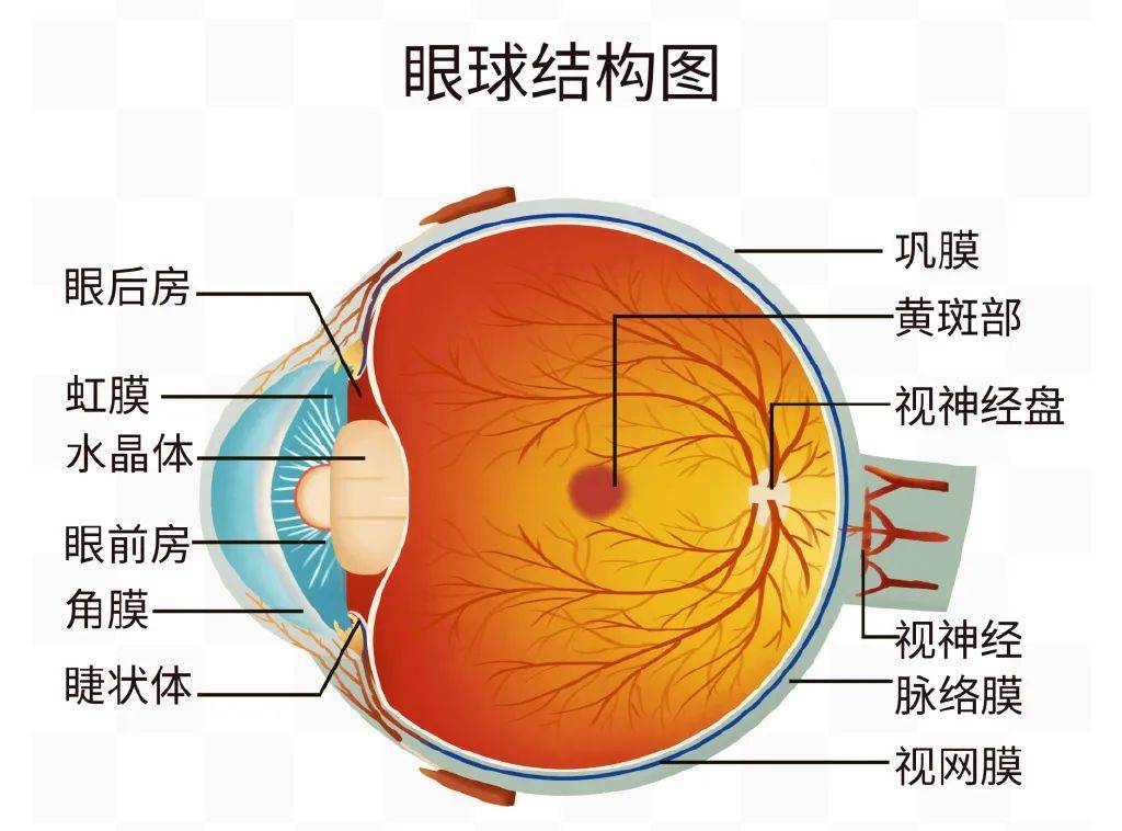 李海威医生提醒,若异物刺入眼球,切勿强行拔出,应立即用干净纱布覆盖