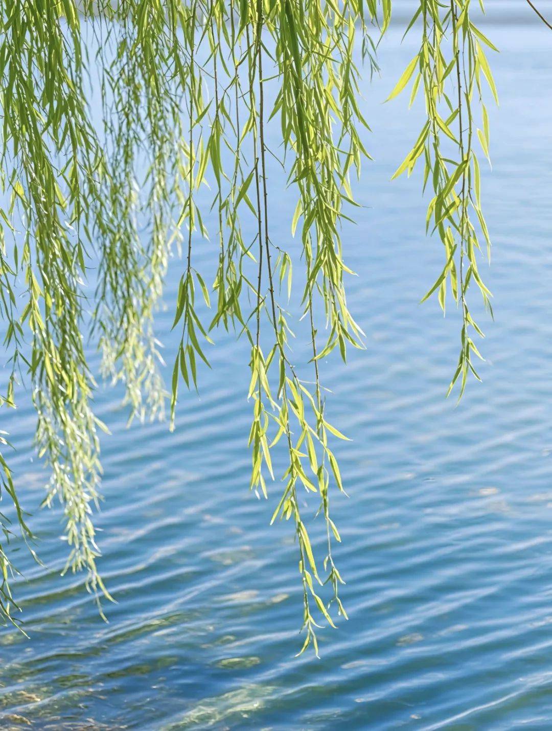 跟着李白"烟花三月下扬州",邂逅春日浪漫