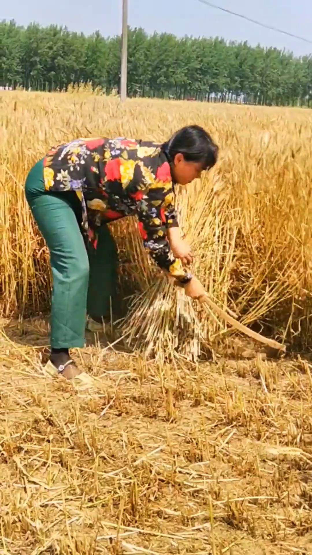 麦子熟了,你妈喊你回家收麦了, 等忙过了这阵继续给大家更新搞笑段子