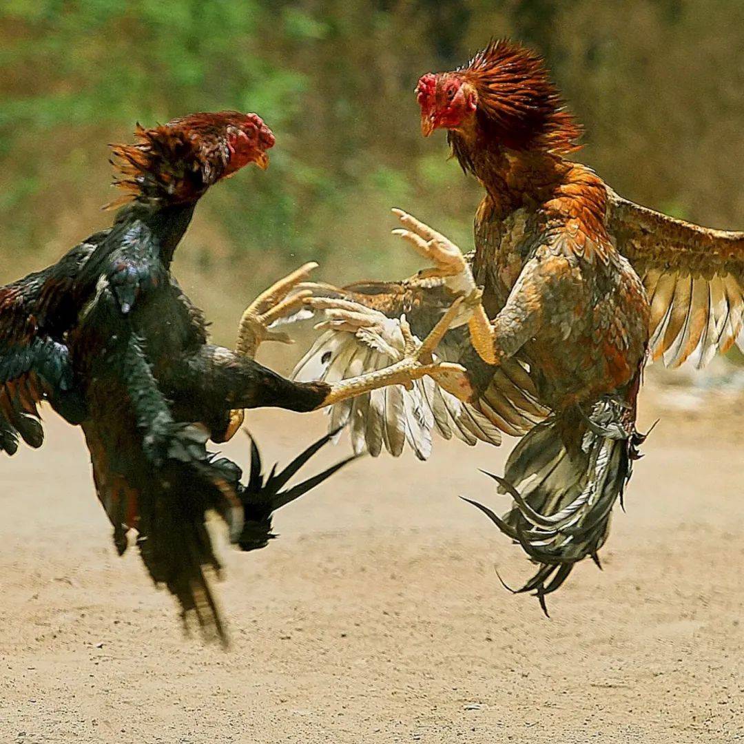 玉屏旺加惠广场首届斗鸡表演赛,震撼开锣!