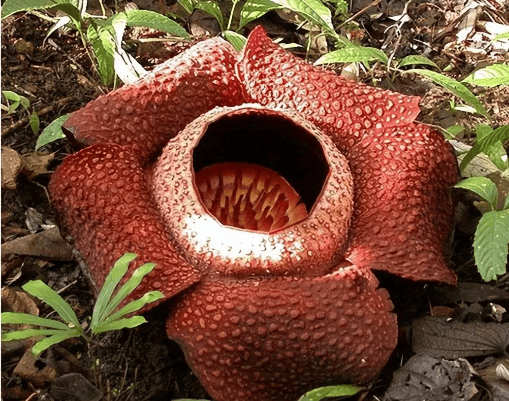 6种"霸王花",开出来比脸盘大,许多人连见都没见过!