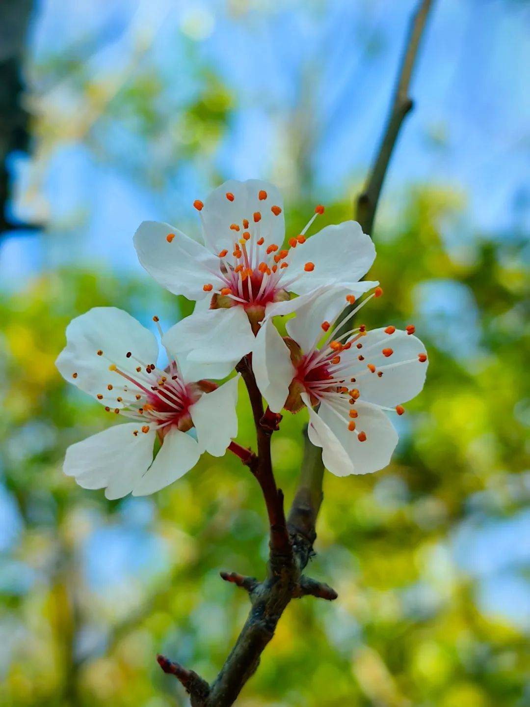 就在合肥校园里最美人间四月天四