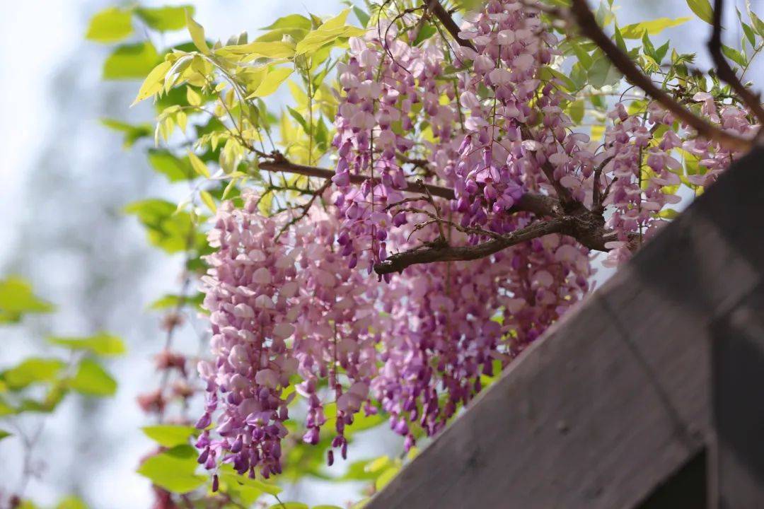 一株近500年历史的明代古紫藤正迎来盛花期！TA在江川…._古藤_