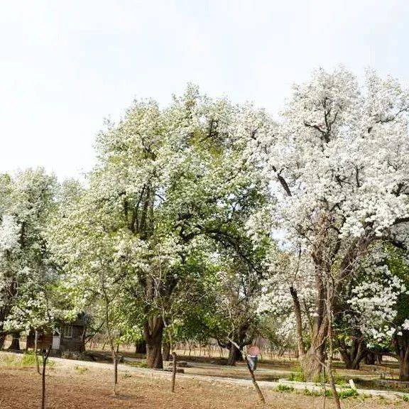 发现宁夏之美 · 古树名木故事③ | 百年梨树花开黄河岸_长滩_中卫市_沙坡头区