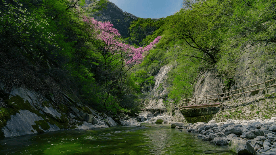 秦岭北麓万亩紫荆盛开