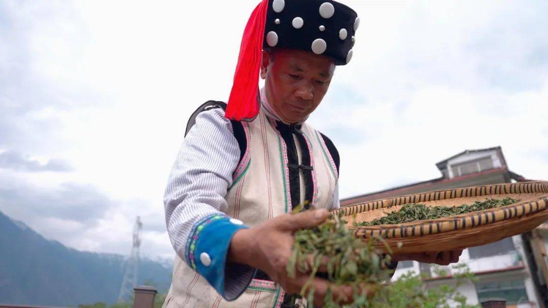 福贡：万亩春泛亚电竞下载茶采摘忙(图6)