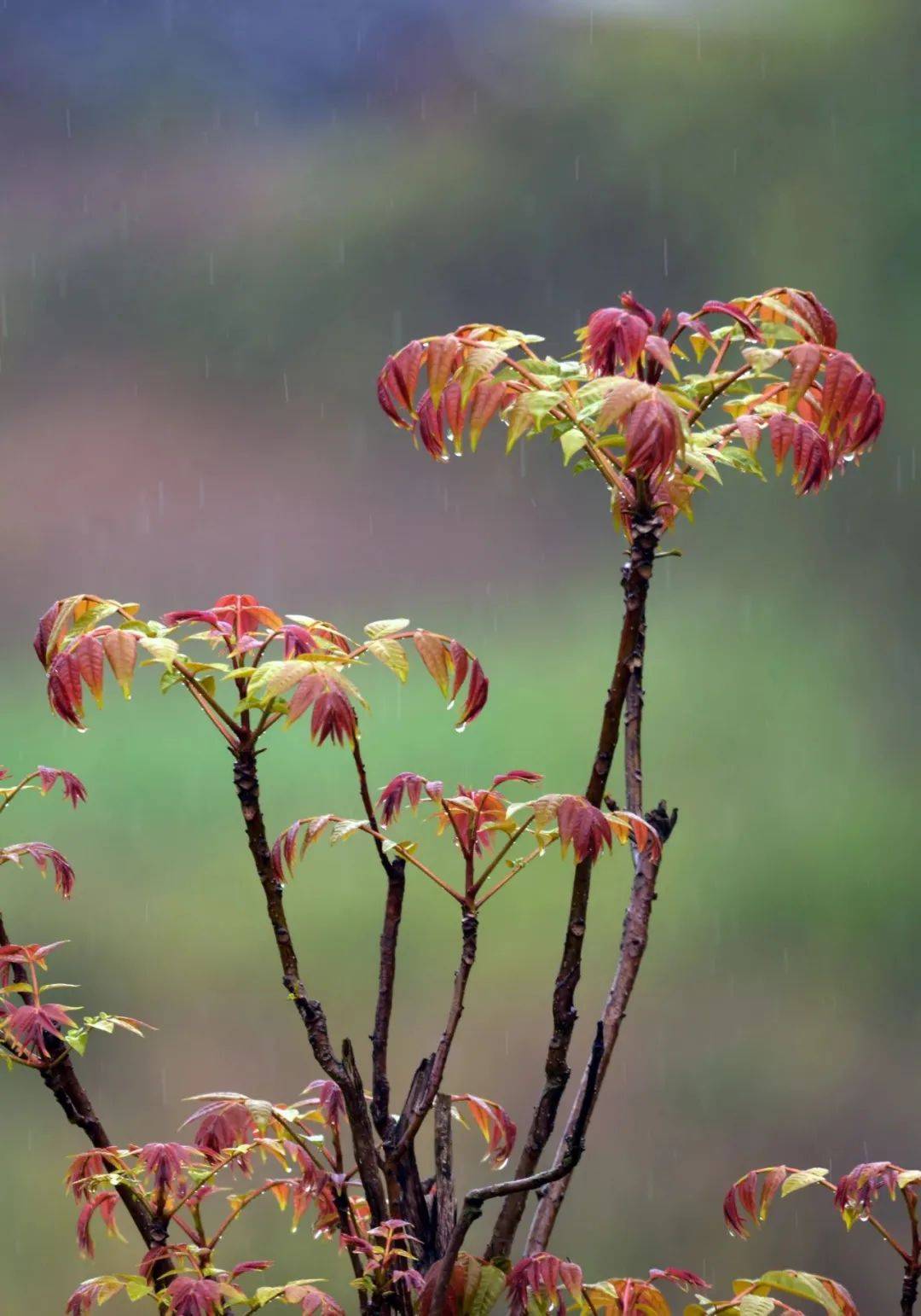 一抹值得珍藏的味道可以说是春天里香椿雨前椿芽嫩无比食香椿grain