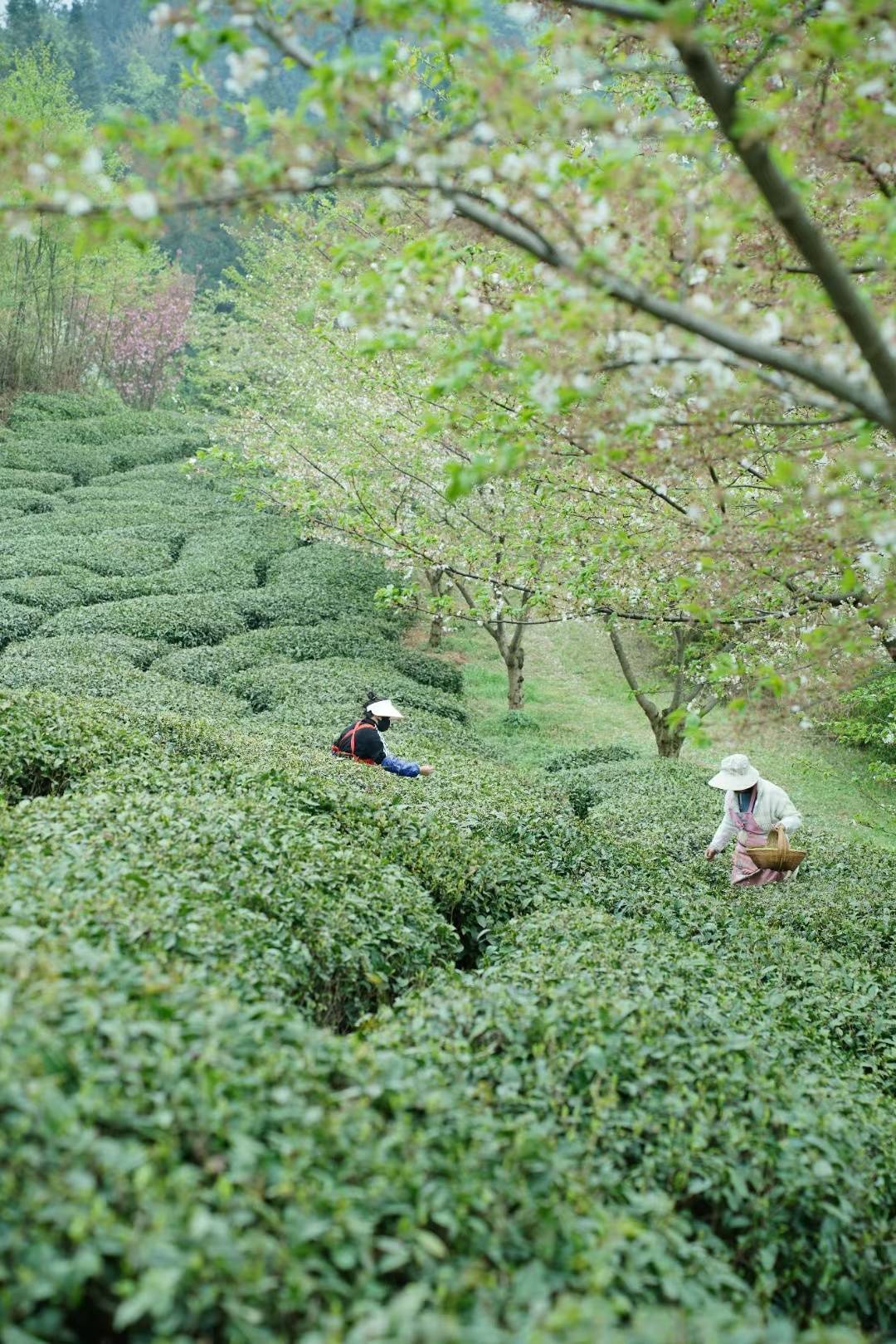 从产茶大省到茶叶强省 贵州税务助力黔茶打OB电竞入口造千亿产业(图1)
