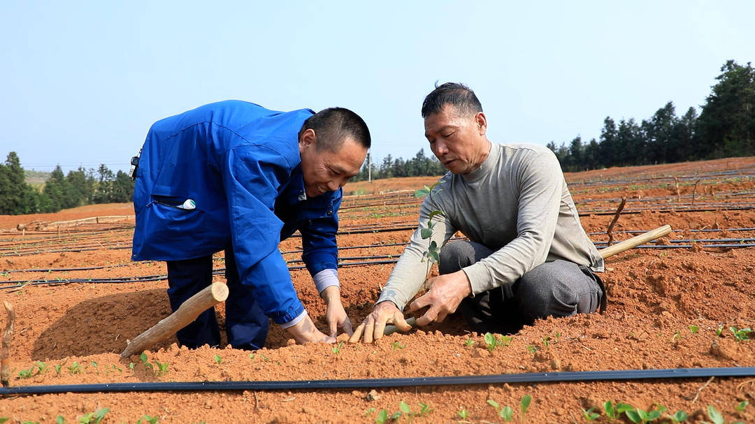 白芨价格及种植