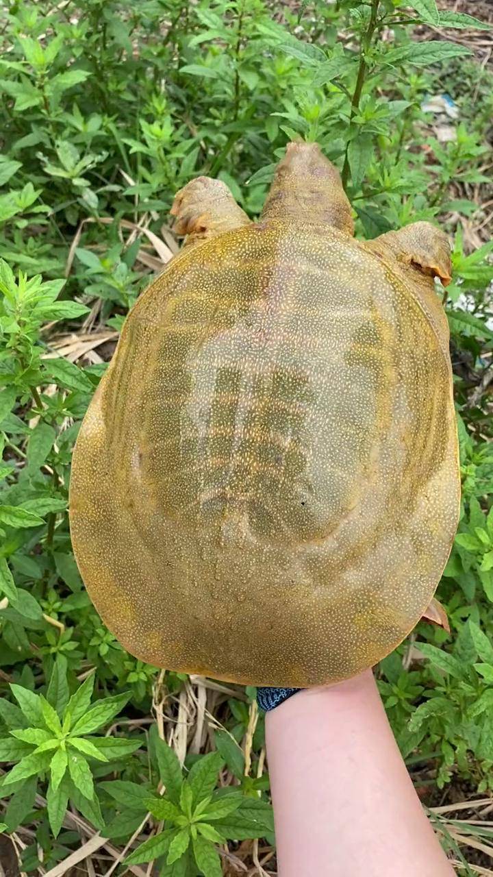 给这只甲鱼来个单独特写,不为别的,就是颜值高!