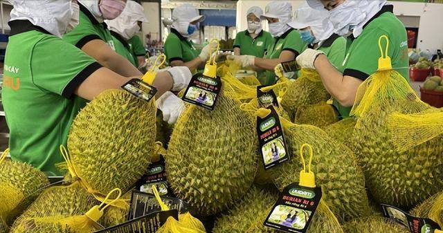 图片[19]-泰国大量水果腐烂，因为摊上的一句中文，中国游客：自己留着吧 -华闻时空