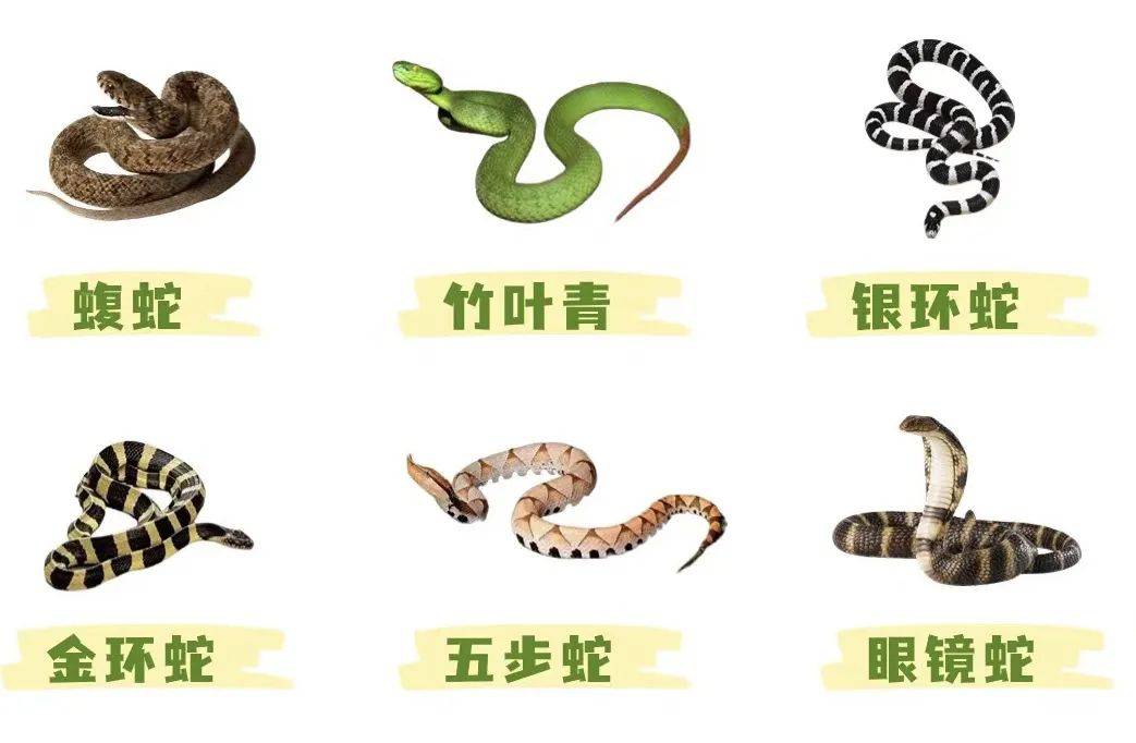 阳江公园,民房等多处出现蛇!