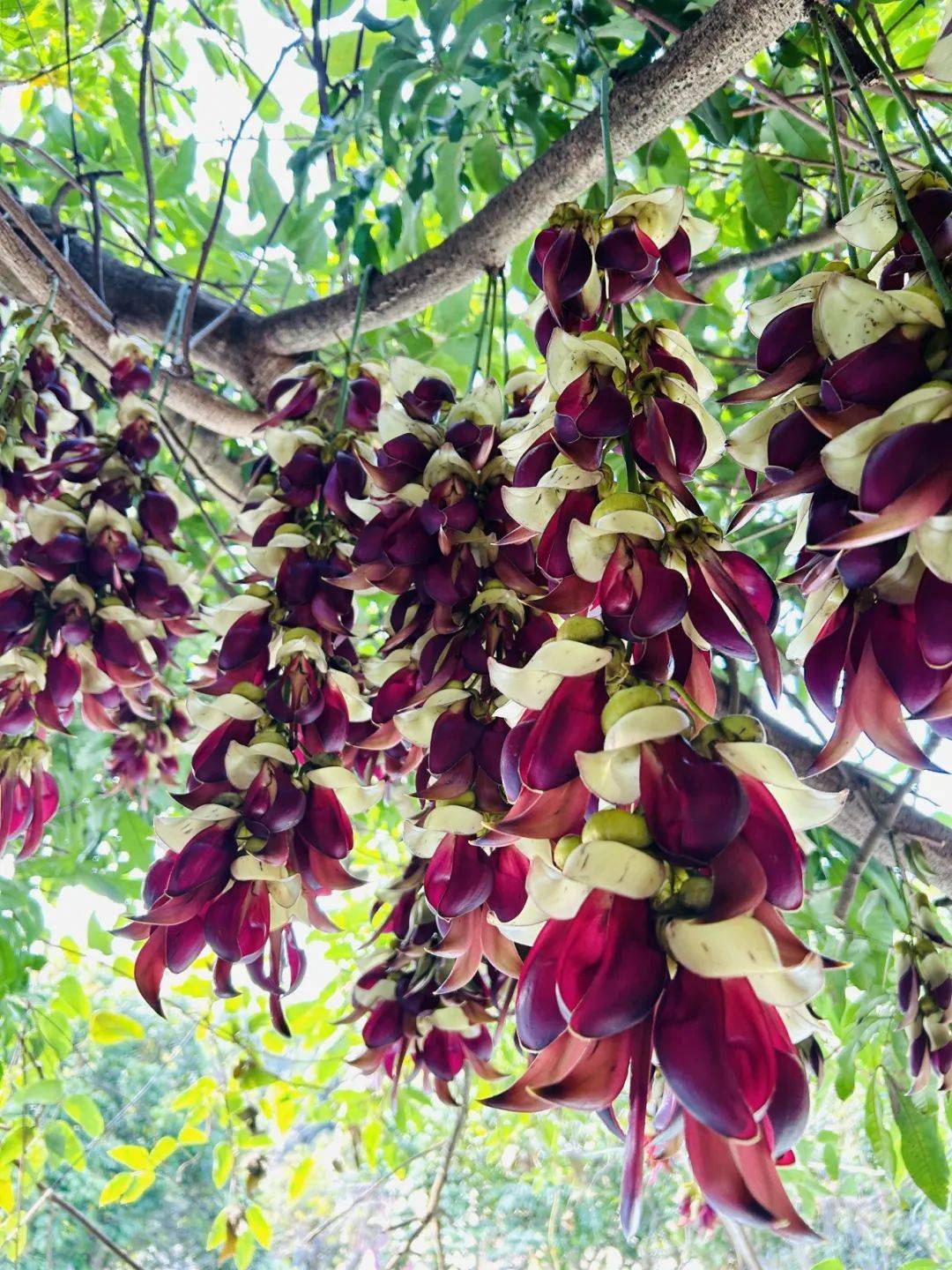 禾雀花摄影大赛开奖了!看看你的作品入选没