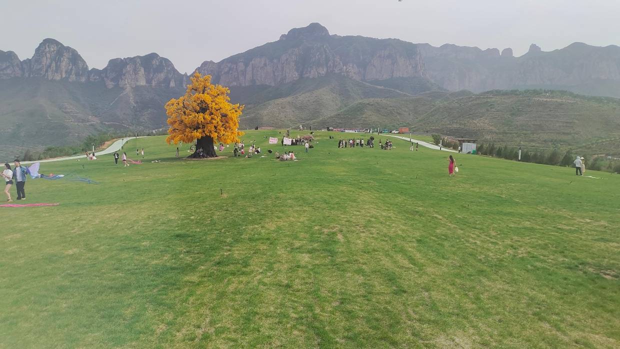 新加坡商人吕文扬的树葡萄生意经_水果_果实_时间