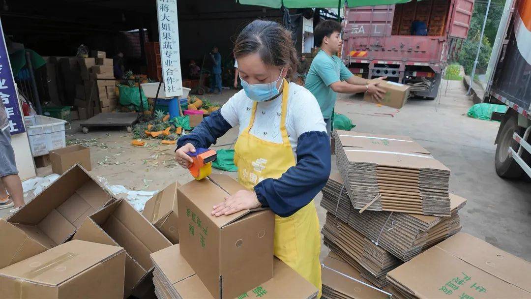 开云体育网址景洪经济眼丨景洪凤梨：“致富果”铺就“甜蜜蜜”致富路(图11)