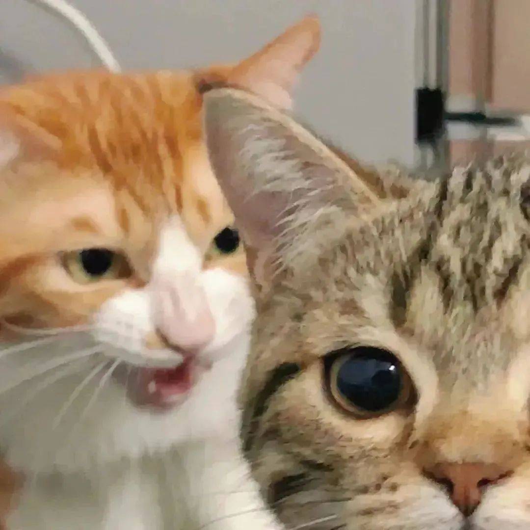 能用很久的很好看的情侣头像