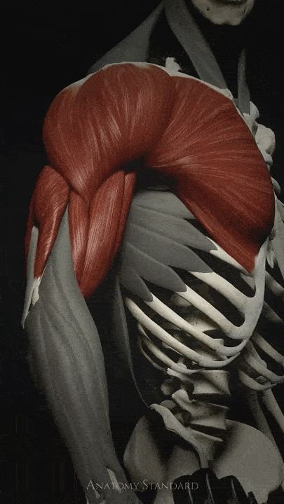 搞不懂人体肌肉结构?这个会动的3d肌肉骨骼动态模拟在外网被刷爆了