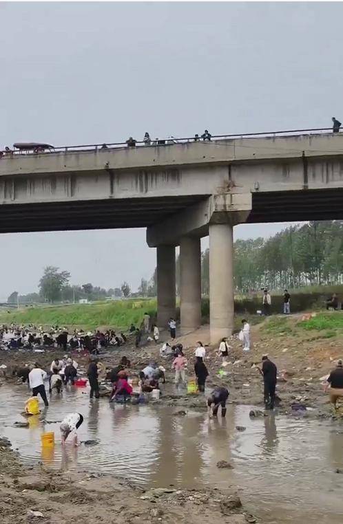 河南浚县一处河道内众人捞金？当地辟谣：捞的是花甲，已劝离捕捞客（浚县能野钓的地方）