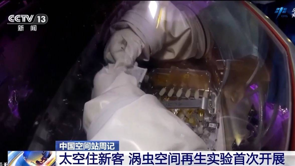 开展涡虫空间再生实验 神二十乘组“天宫报告”请查收