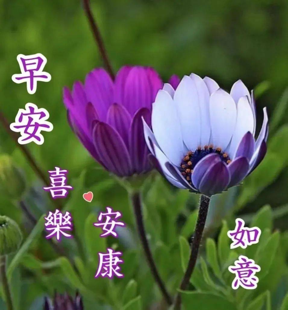 8张创意唯美亲人朋友早上好祝福语图片大全免打字 清晨友谊早安问候语