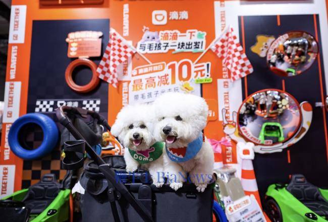 滴滴宠物出行：已有近200万只宠物完成档案注册，犬类占比超六成