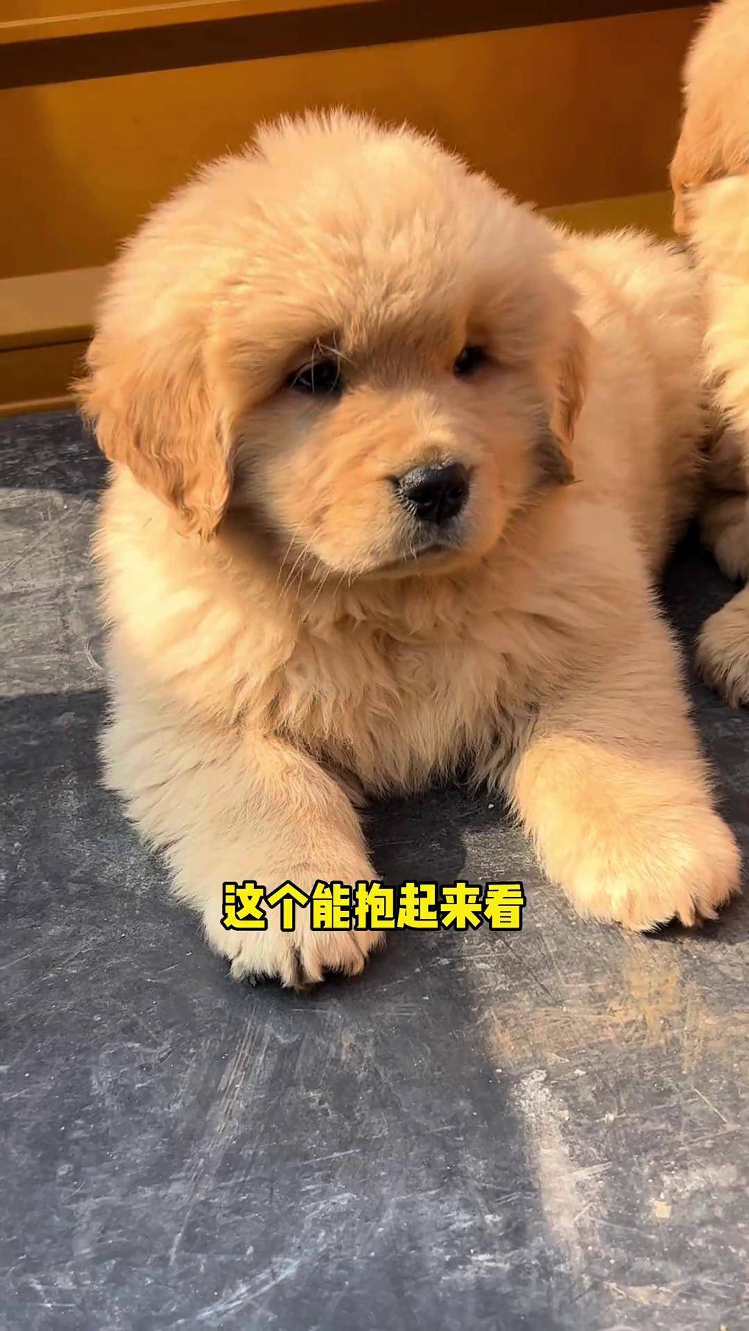 像小狮子一样的大头金毛双血统金毛 金毛 小金毛 萌宠出道计划 狗市