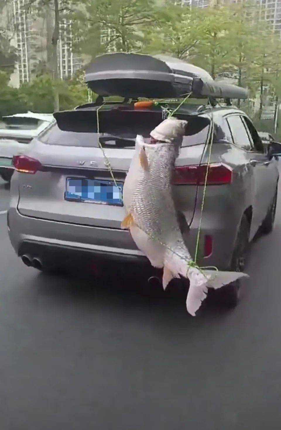 广西男子钓到大鱼绑车尾游街炫耀，交警通知：来队里接受处理