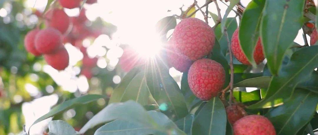 在揭阳惠来,过“荔枝味”的夏天_荔枝林_千秋镇_树龄