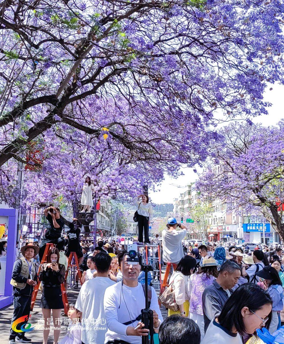 刷屏来袭西昌蓝花楹高清图集