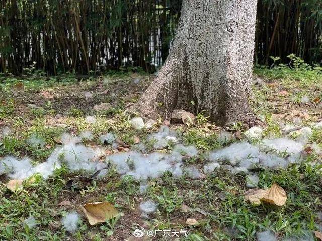 木棉絮飘散期防护指南:戴口罩!外出归来做好个人清洁!