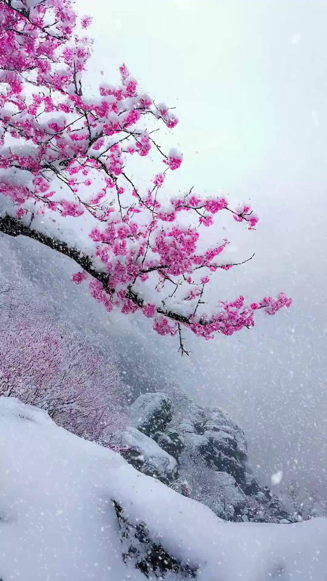 梅花 雪景 治愈系风景