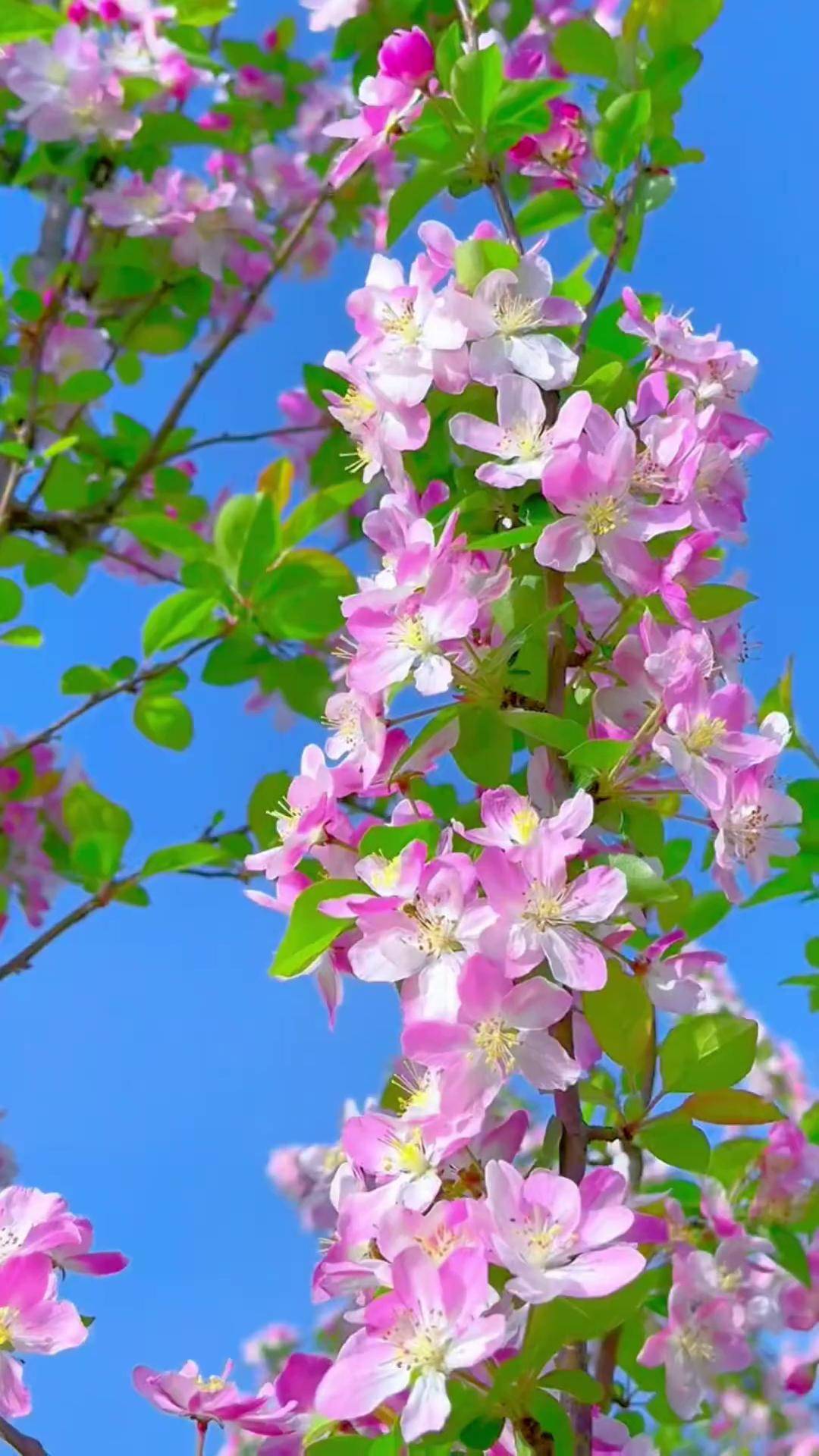 这么漂亮的海棠花,一定要分享给你海棠花 治愈系风景 好看的花一定要