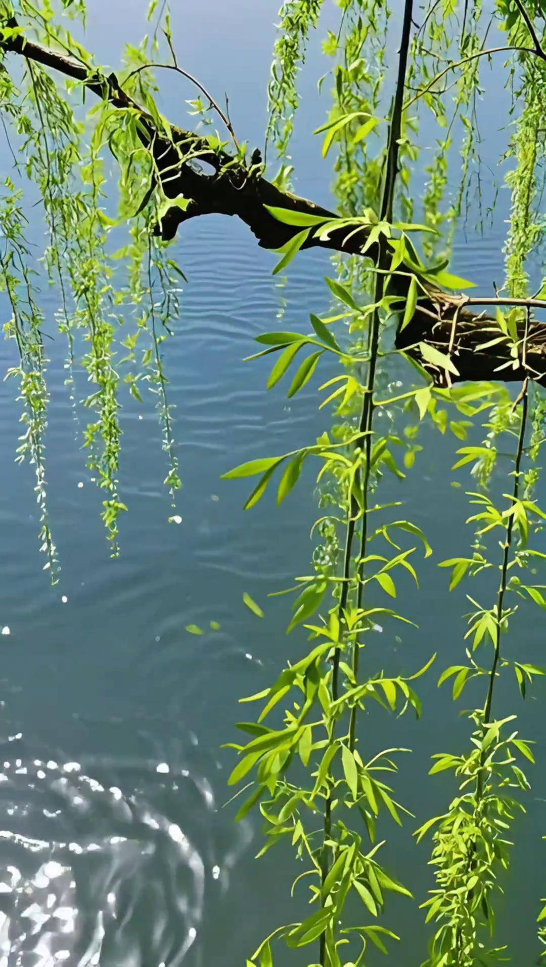 春风吹杨柳,新枝映水柔