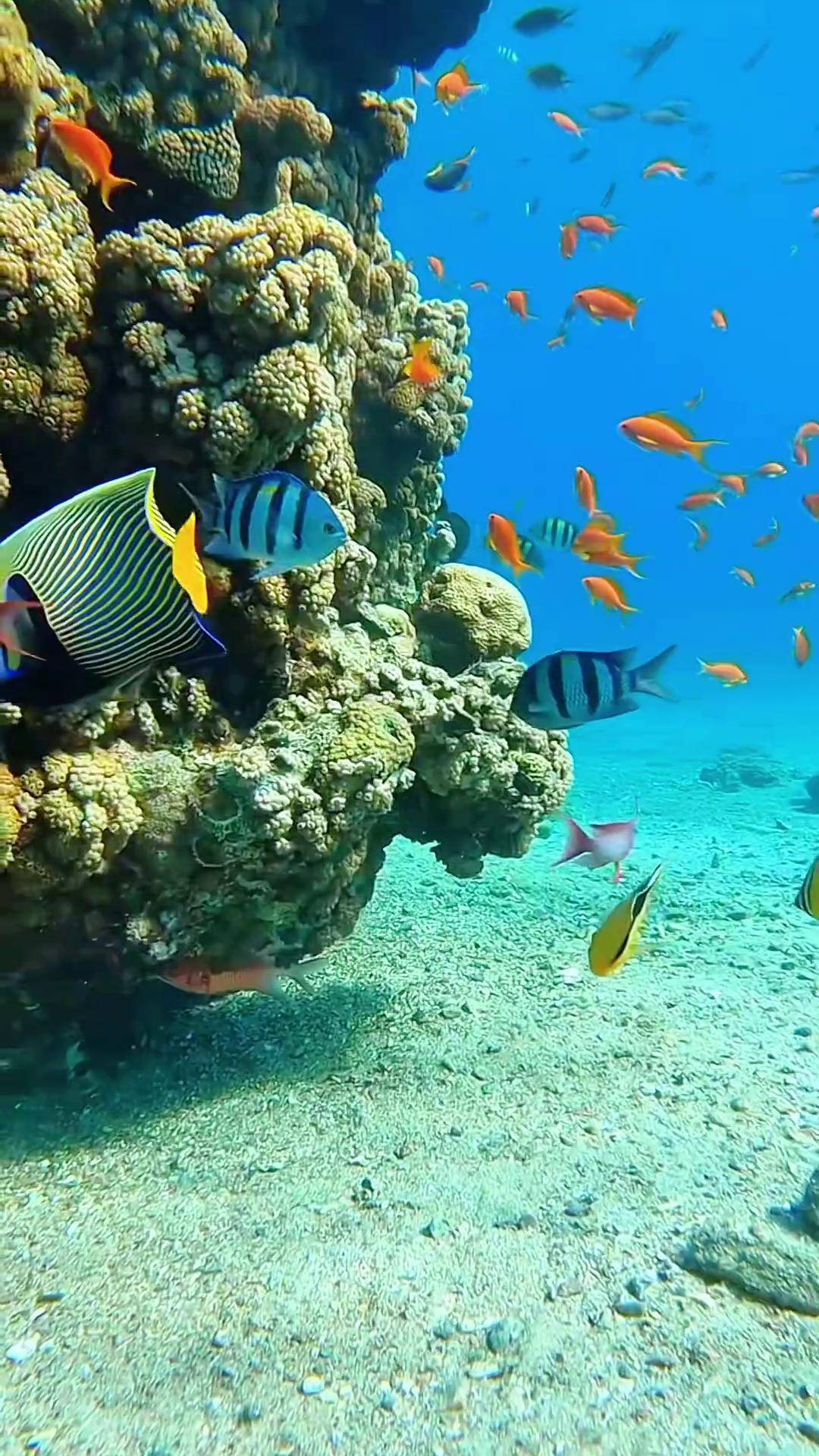 带你一起探索大海深处那些奇妙的海洋生物 海底世界真奇妙 海洋生物