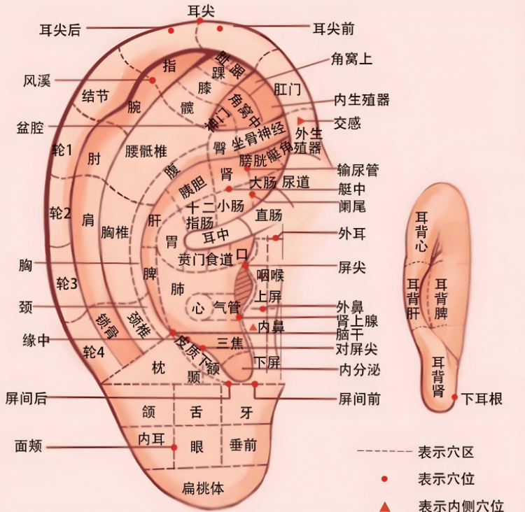 耳朵贴一贴!中医耳穴疗法助力中高考生冲刺"开挂"