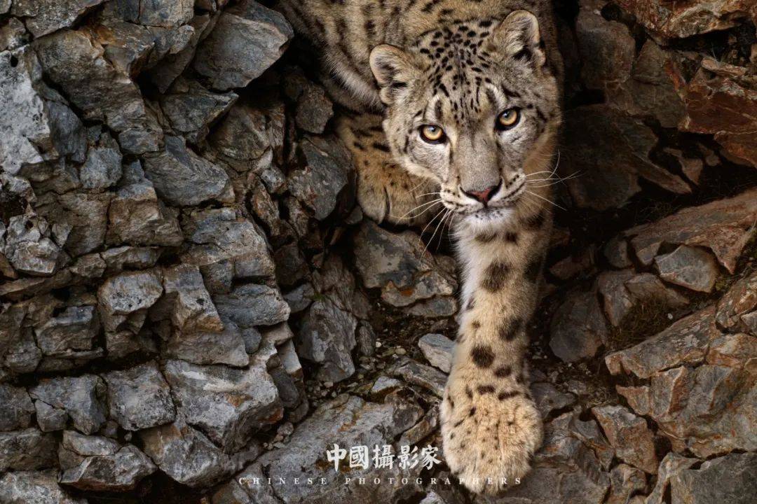 原画　雪豹　前進 #95 ブルーロック 初原画展 BLUE LOCK EXHIBITION 複製ブルーロック