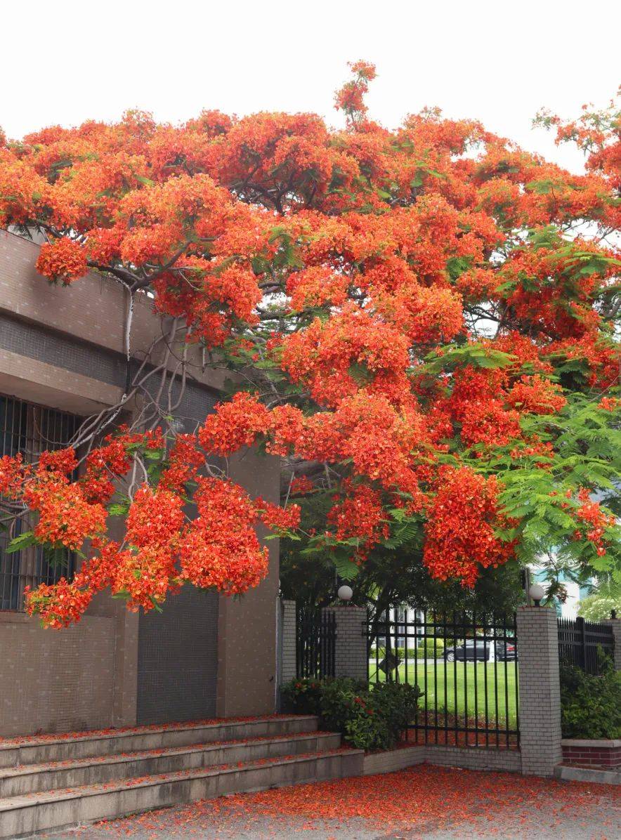 绿化_徐光辉_公园