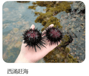 深圳一海滩惊现大量海鲜!有网友称怒捡一百多斤…… 深圳一海滩惊现大量海鲜!有网友称怒捡一百多斤……