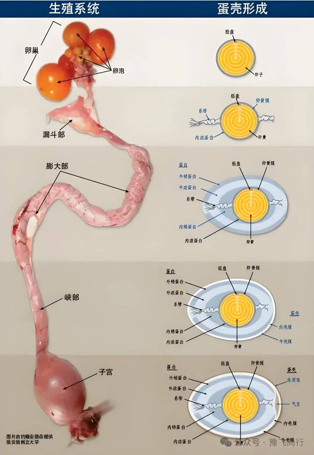 科普 | 蛋鸡输卵管生理结构及功能
